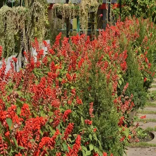 Company Garden Mussoorie